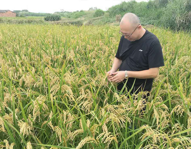 小麦使用“农晨”微生物菌肥长势好