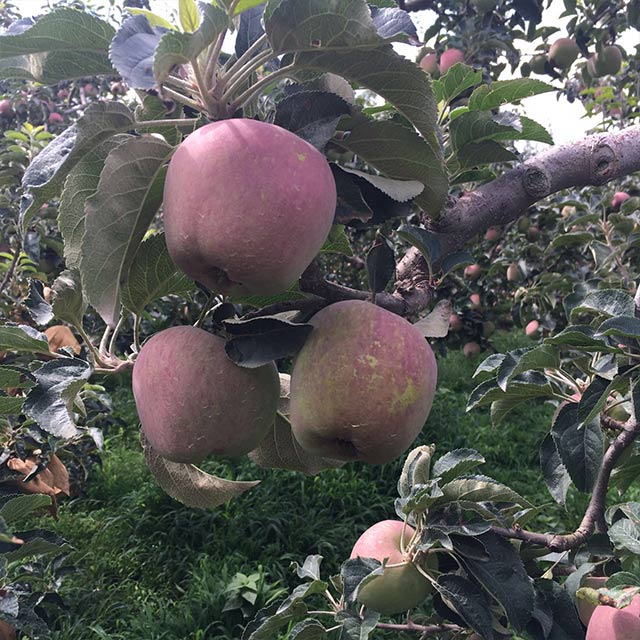 “农晨”苹果树使用