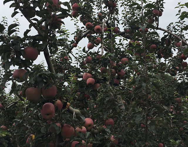 “农晨”微生物菌肥对苹果的影响