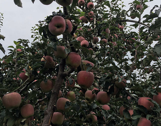 苹果树上使用“农晨”微生物菌肥