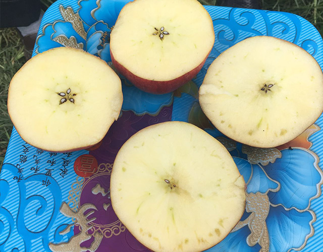 冰糖心苹果使用“农晨”微生物菌肥