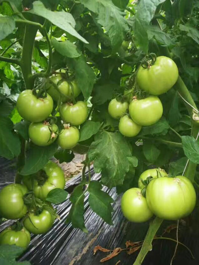 番茄农晨生物肥