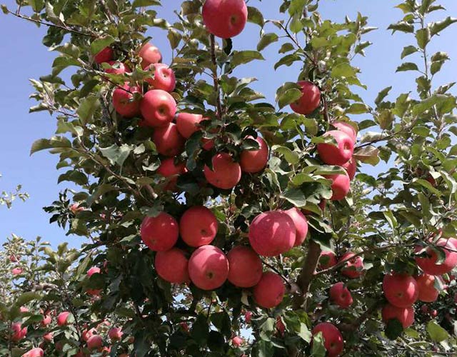 农晨生物肥改善苹果口感
