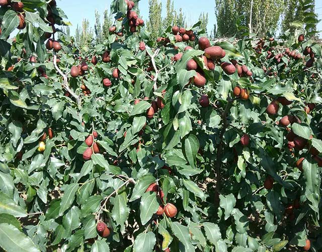 农晨生物肥对新疆大枣的影响