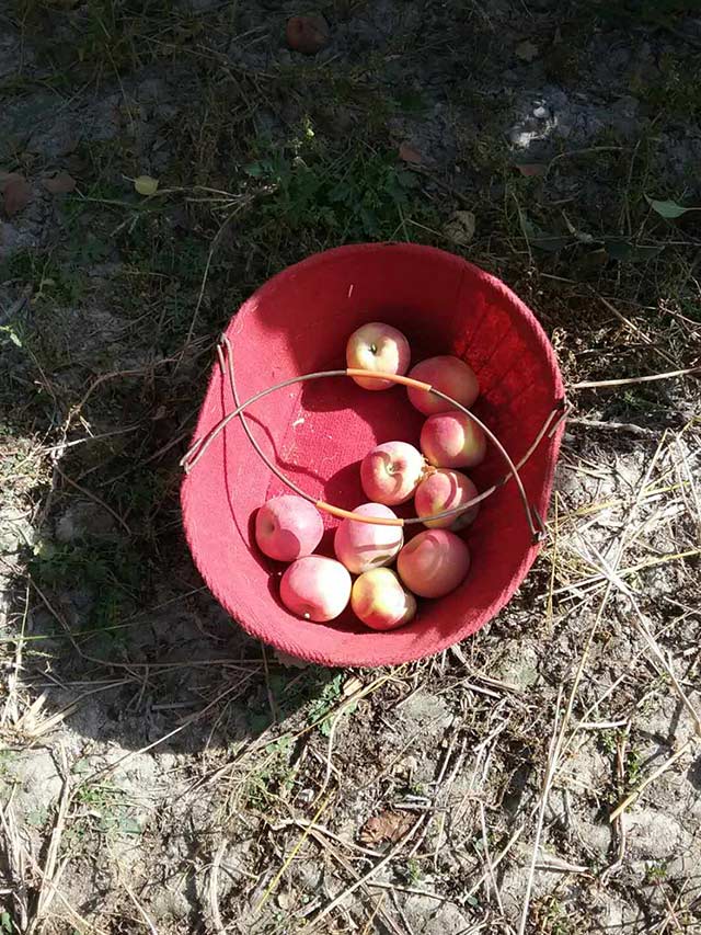叶面喷施肥作用在新疆苹果