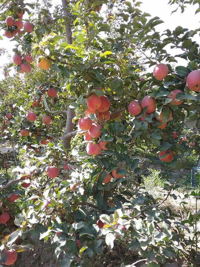 新疆产的苹果使用生物肥