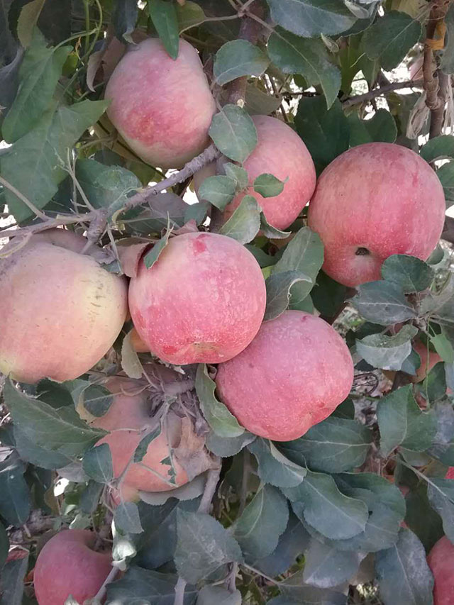 新疆苹果使用“农晨”微生物菌肥