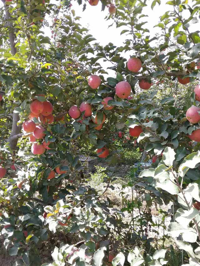 新疆苹果也缺不了农晨